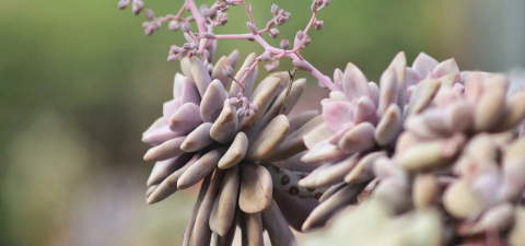 Imagen del carrusel Succumom