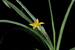 Pasto Estrella (Hypoxis decumbens) en internet