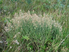 Chilca amarga (Baccharis spicata) - comprar online