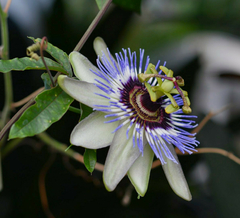 Combo de Plantas Nativas para atraer Mariposas y Colibríes en internet