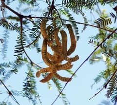 Algarrobo Dulce - Alpataco (Prosopis flexuosa) - comprar online