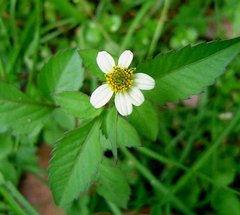 Amor Seco (Bidens pilosa) - comprar online