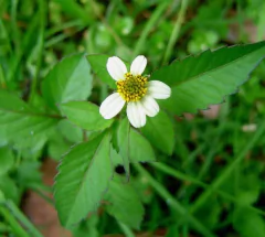 Amor Seco (Bidens pilosa) - comprar online