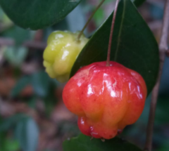 Ñangapirí - Pitanga (Eugenia uniflora) en internet