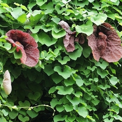 Mil Hombres Elegante (Aristolochia elegans) en internet