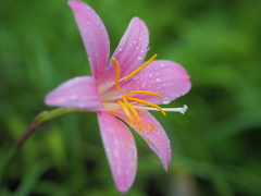 Azucenita Rosa (Zephyranthes carinata) - comprar online