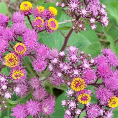 Bananita - Falsa Chilca (Urolepis hecatantha - ex Eupatorium hecatanthum)