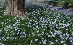 Bibí - Estrellita (Ipheion uniflorum) - comprar online