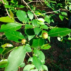 Blanquillo - Lecherón (Sebastiana brasiliensis)