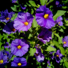 Botón Azul (Solanum rantonetti)