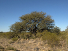 Calden (Prosopis caldenia) - comprar online