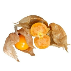 Camambú (Physalis viscosa)