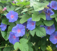 Campanilla Azul (Ipomoea indica) - comprar online
