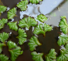 Caracolita de Agua (Ricciocarpus natans) - comprar online