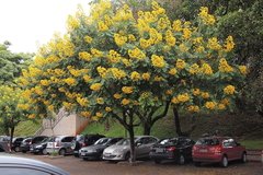 Carnaval (Senna spectabilis) - comprar online