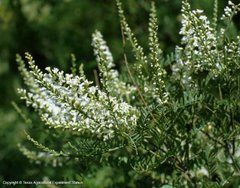 Cedrón de Monte (Aloysia gratissima) - comprar online