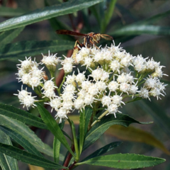 CHILCA BLANCA (Baccharis salicifolia)