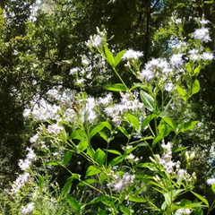 Chilca Lunareja (Chromolaena laevigata)