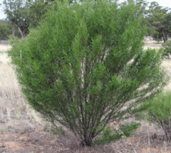 Chirca (Dodonaea viscosa) - comprar online
