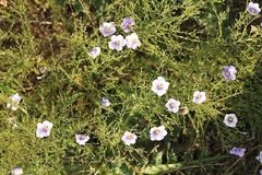 Chuscho (Nierembergia linariaefolia) - comprar online