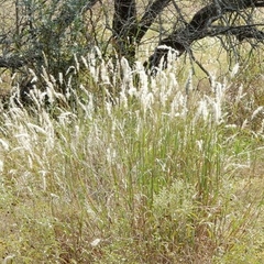 Colita de Liebre - Penacho (Bothriochloa lagurroides)