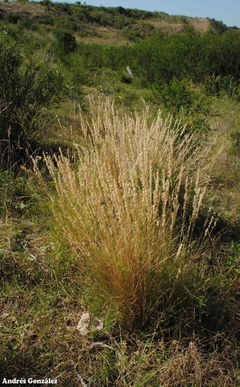 Cortaderita (Melica macra) - comprar online