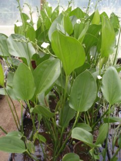 Cucharero (Echinodorus grandiflorus) - comprar online
