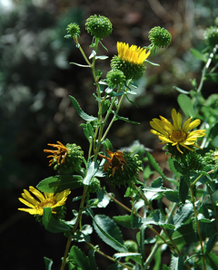 Grindelia de las Sierras (Grindelia Buphthalmoides) - comprar online
