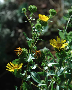Grindelia de las Sierras (Grindelia Buphthalmoides) - comprar online