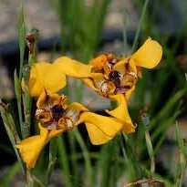 Lirio del Bajo (Cypella herbetii)