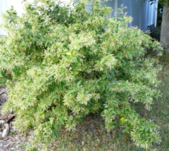 Galán de Noche - Dama de Noche (Cestrum nocturnum) - comprar online