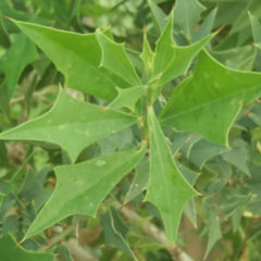 Sombra de Toro - Peje (Jodina rhombifolia)