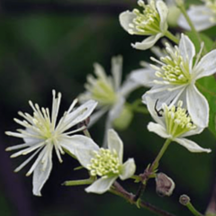 Cabello de Ángel (Clematis montevidiensis)