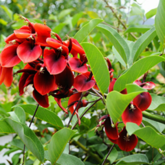 Seibo - Ceibo(Erythrina crista-galli)