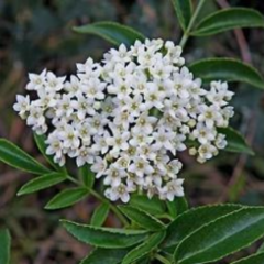 Sauco (Sambucus australis)