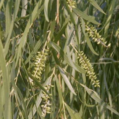 Sauce Criollo (Salix humboldtiana)