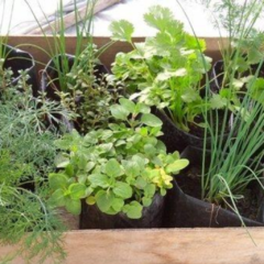 Combo de plantines de aromáticas y de huerta (10 unidades)