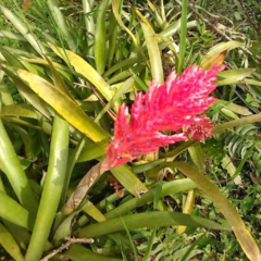 Caraguatá (Aechmea distichantha)