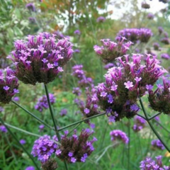 Verbena (Verbena bonariensis)