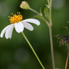 Amor Seco (Bidens pilosa)