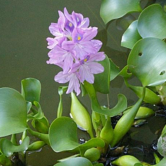 Camalote o Aguapey (Eichhornia crassipes)