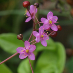 Carne Gorda (Talinum paniculatum)