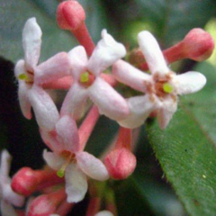 Jazmín del Uruguay - Palo Cruz (Guettarda uruguensis)