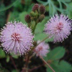 Carpinchera (Mimosa pigra)
