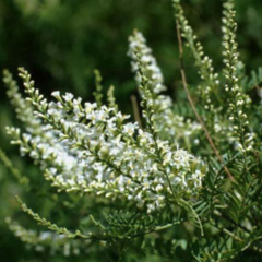 Cedrón de Monte (Aloysia gratissima)