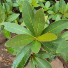 Palo Amarillo (Terminalia australis)