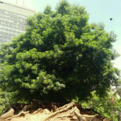 Ombú (Phytolacca dioica)