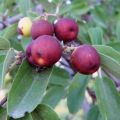 Mistol (Ziziphus mistol)
