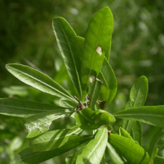 Molle - Incienso (Schinus longifolius)