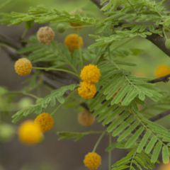 Tusca (Acacia aroma)